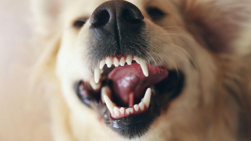 How Many Teeth Do Dogs Have