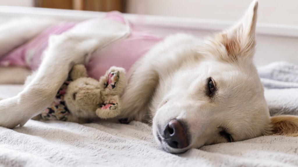 Is Neutering Worth the Cost?