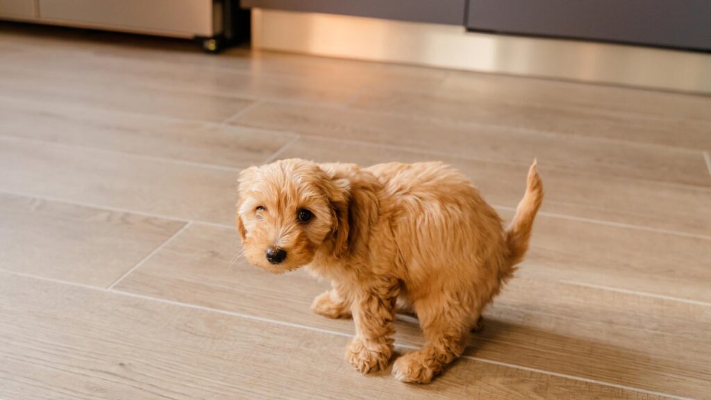 Common Causes of Dog Constipation