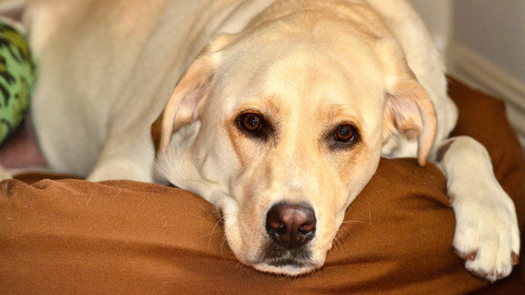 How Long Can a Dog Go Without Eating