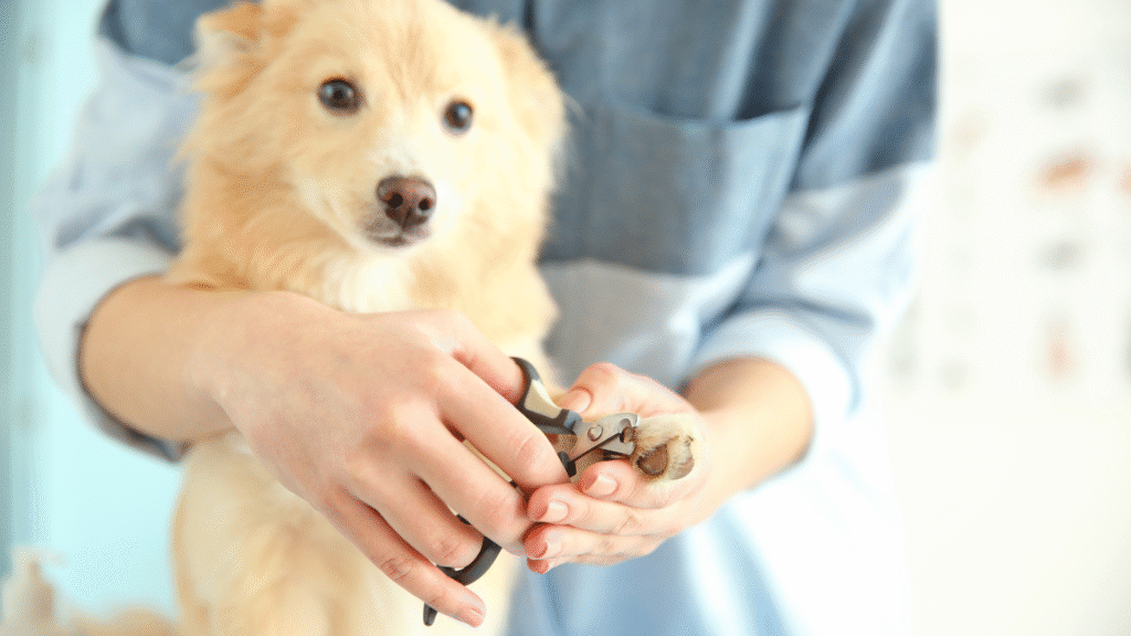 How Often Should You Cut Dog Nails?