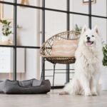How long Can Dogs Hold Their Pee
