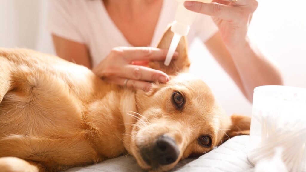 How to Clean Dog Ears with Infection at Home