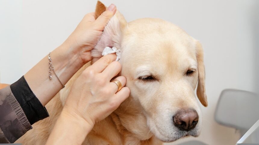 How to Treat Dog Ear Infection Without Vet