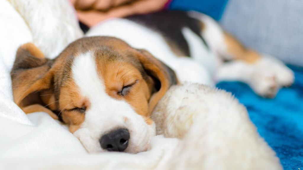 Is Dog Snoring Ever a Medical Concern?