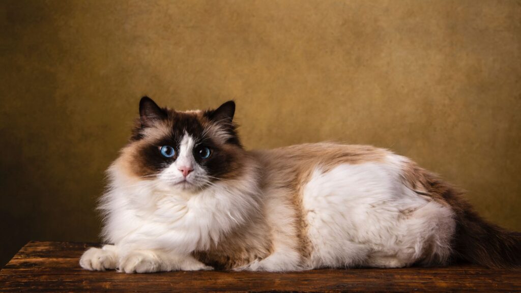 What Families Should Know About Ragdoll Cat Care