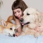 Why Do Dogs Scratch Their Beds