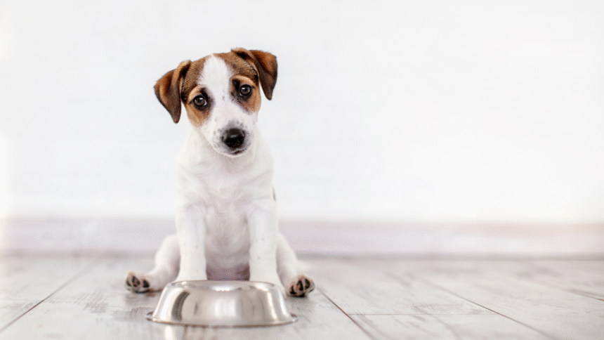 ​How Long Can a Dog Go Without Eating