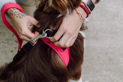 How To Put an Easy Walk Harness On a Dog