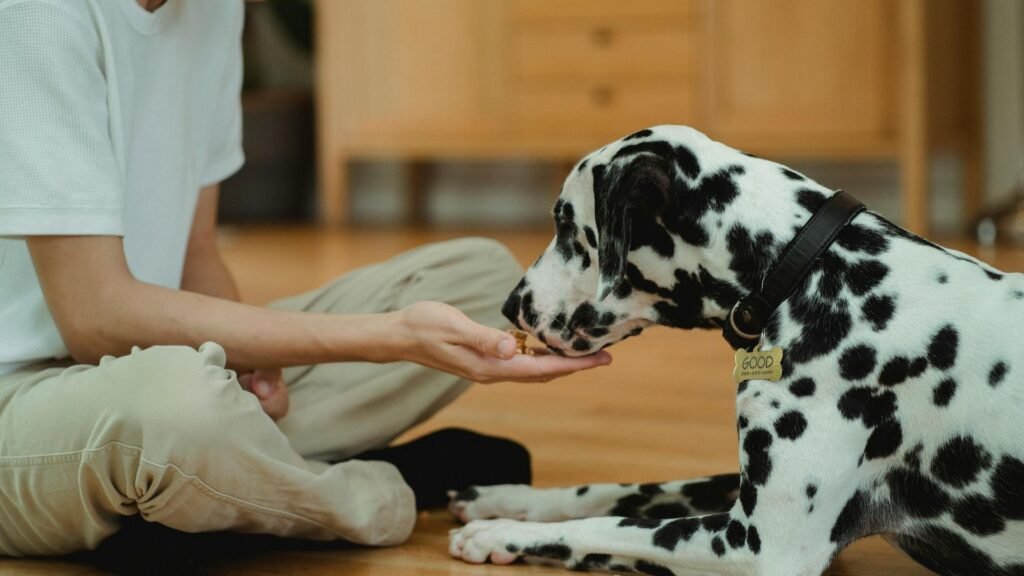 Use Positive Reinforcement for dog training