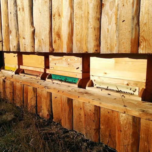 Bienenstock