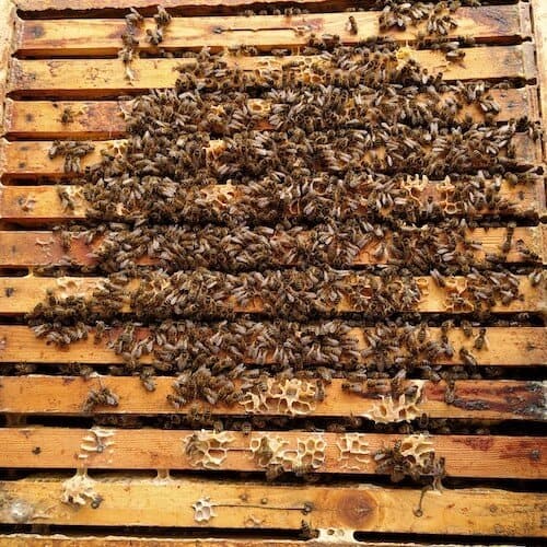 Bienenstock