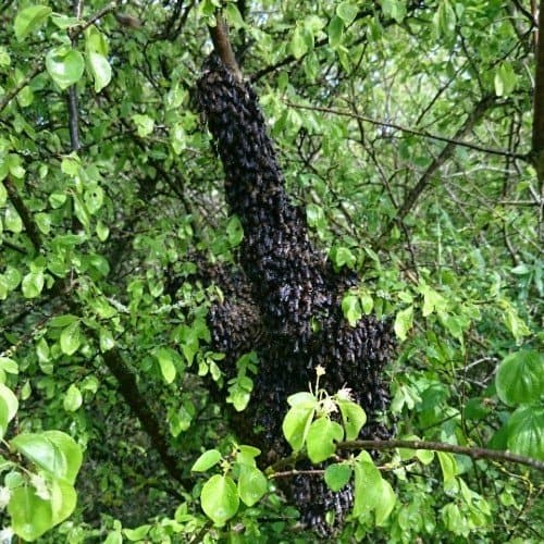 Bienenschwarm