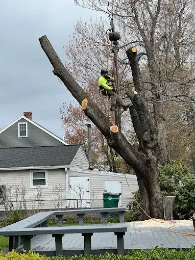 tree-trim