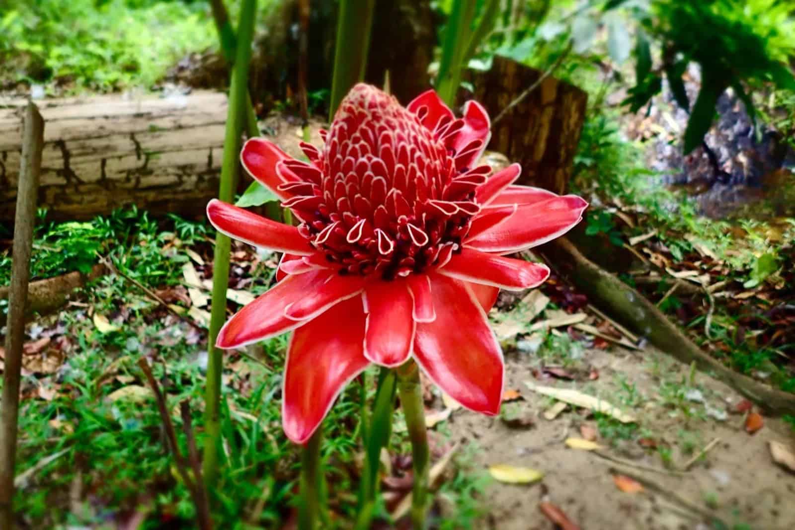 Parks and Gardens Mahé Seychelles tropical nature and heritage