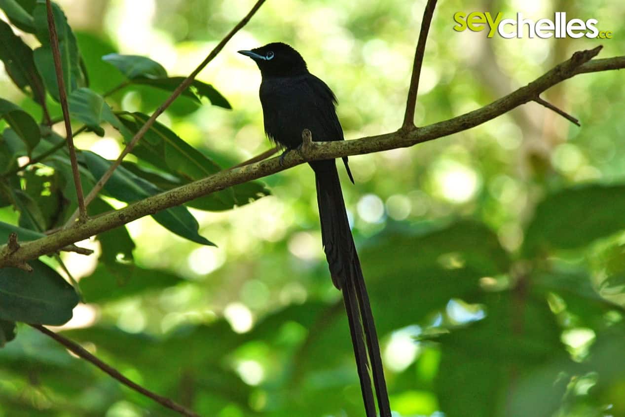 Veuve Nature Reserve La Digue Seychelles forest habitat for Seychelles paradise flycatcher