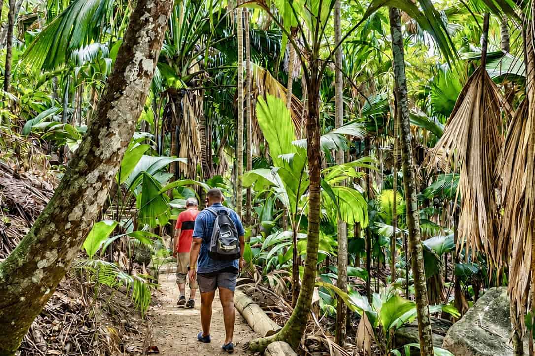 Visitors walking through a tropical palm forest in Seychelles