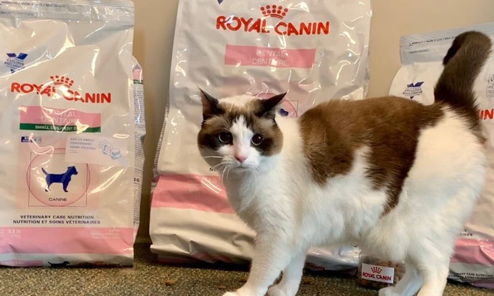 A Siamese cat with a brown and white coat stands in front of several large bags of Royal Canin dog food in a veterinarian's clinic.