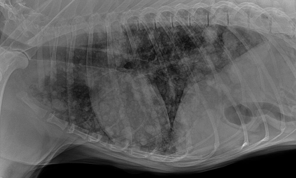 X-ray image taken by a veterinarian showing a turtle from a dorsal view, with clear visibility of its shell, spine, and limb outlines.