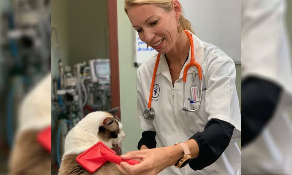 A female vet in a white coat and orange stethoscope smiling as she examines a Siamese cat wearing a red bow tie in a clinic.