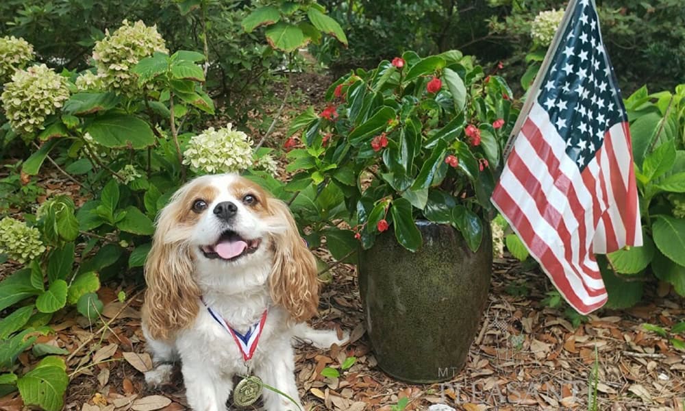 A happy cavalier king charles spaniel with a medal from the vet, sitting outdoors among green plants, next to an American flag.