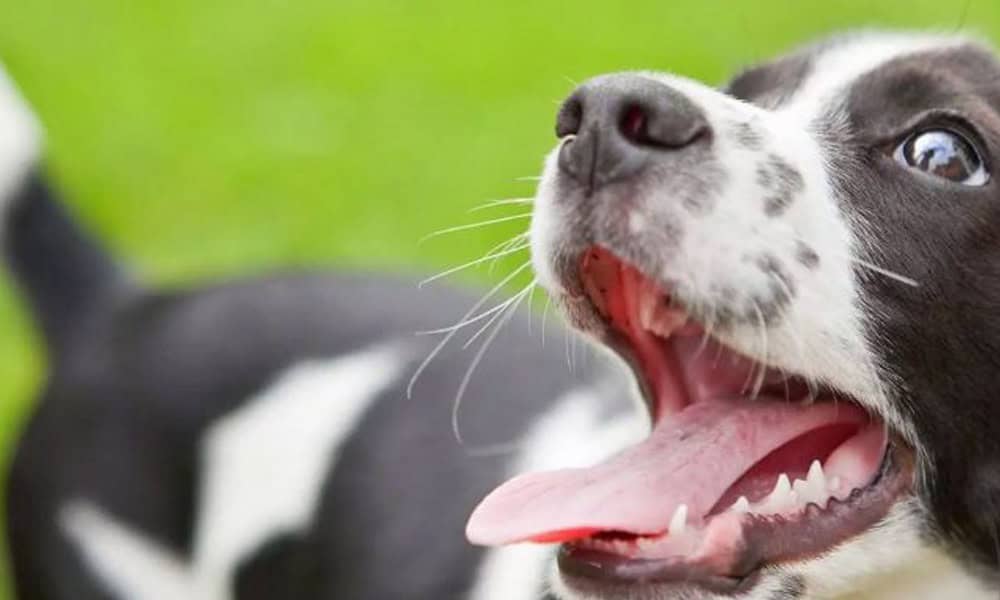 Close-up photo of a happy black and white dog with a spotted nose, big bright eyes, and tongue out, possibly a border collie mix, on a vibrant green grass background at the veterinarian's.