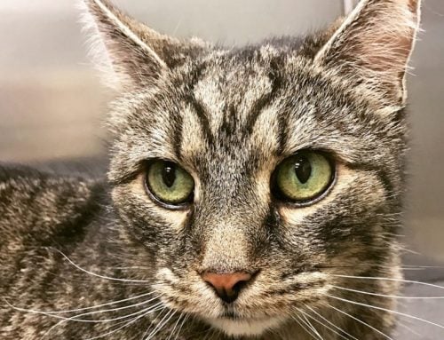 Our Clinic Cat, Romeo