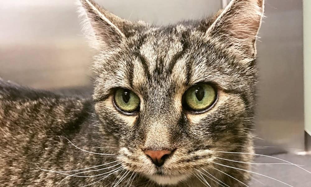 Close-up of a tabby cat with striking green eyes and a muted brown and gray fur pattern, looking directly at the camera in the veterinarian's office.