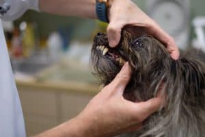 A veterinarian examining the teeth of a small, long-haired dog, who appears calm during the dental check-up. The veterinarian's hands gently hold the dog's head and mouth open.