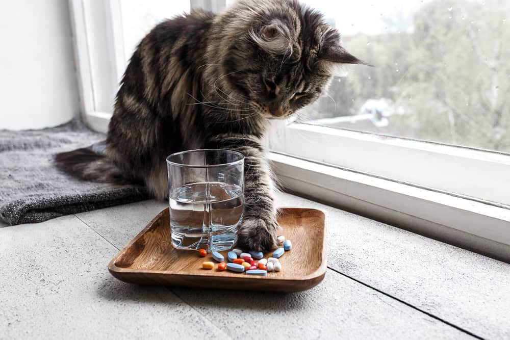 A long-haired cat curiously pawing at a glass of water surrounded by scattered colorful pills on a wooden tray by the window, as if waiting for the veterinarian.