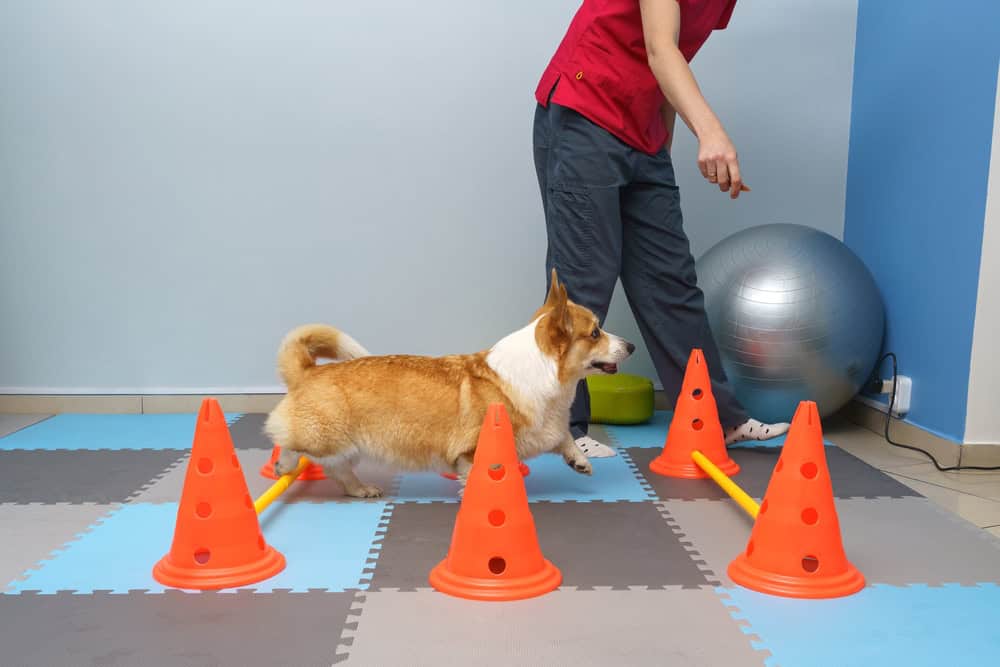 A corgi dog weaving through orange cones during an agility training session in a room with blue walls, guided by a veterinarian in a red shirt.