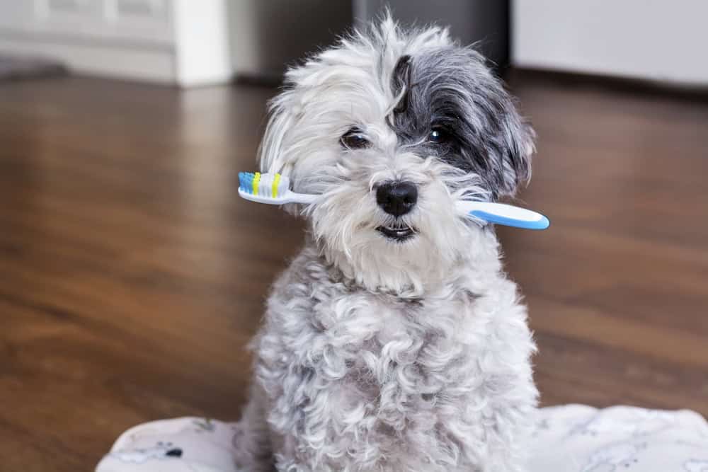 A fluffy gray and white dog holding a blue toothbrush in its mouth, sitting on a white mat indoors with a wooden floor background, appears ready for a visit to the veterinarian.