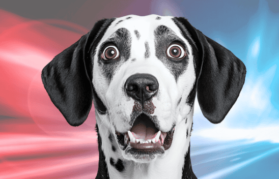 Shocked Dalmation | Urgent Pet Care | Shuler Veterinary Clinic | Mount Pleasant SC