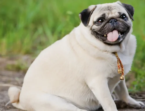 National Pet Obesity Awareness