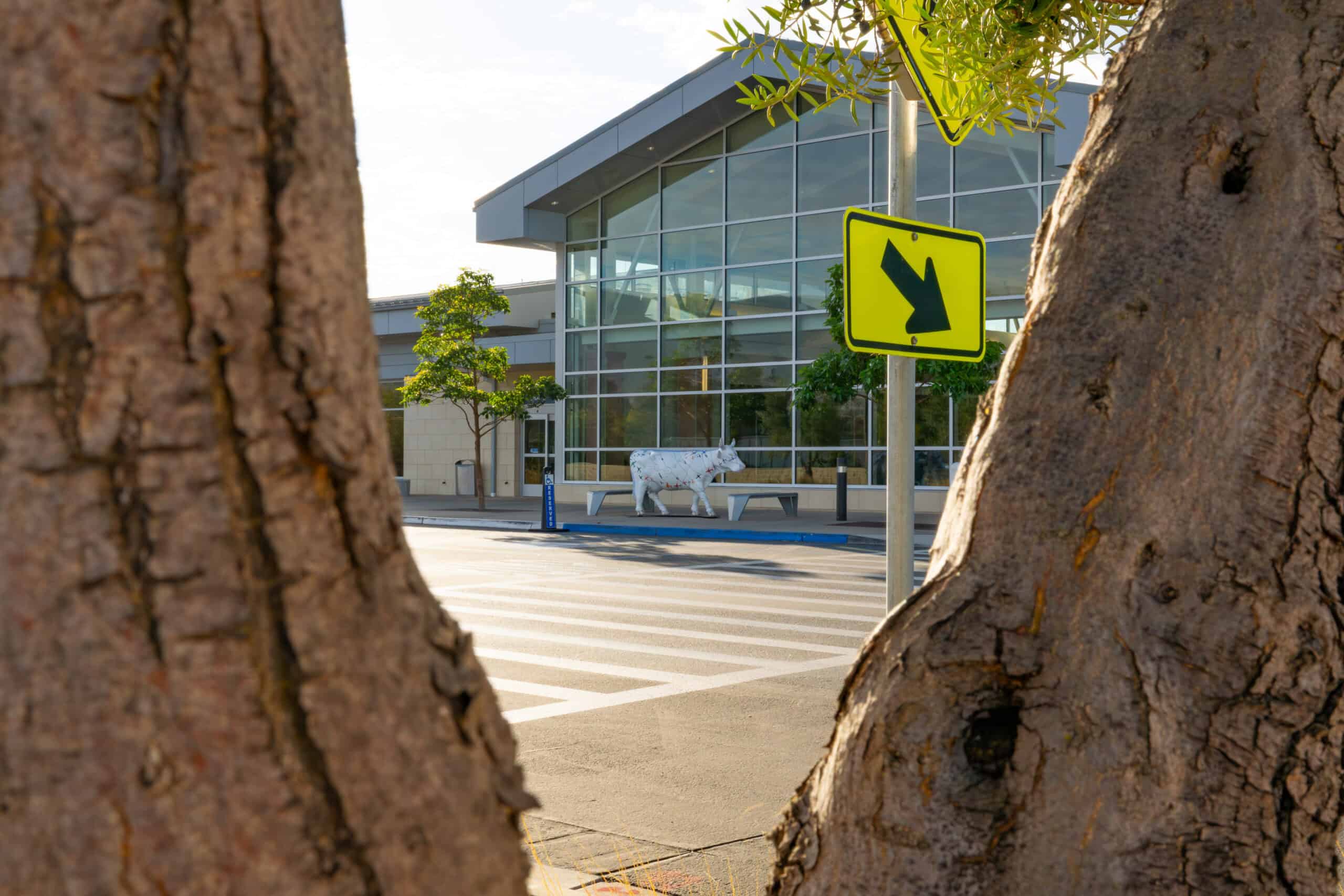SLO exterior and cow statue framed by tree trunks