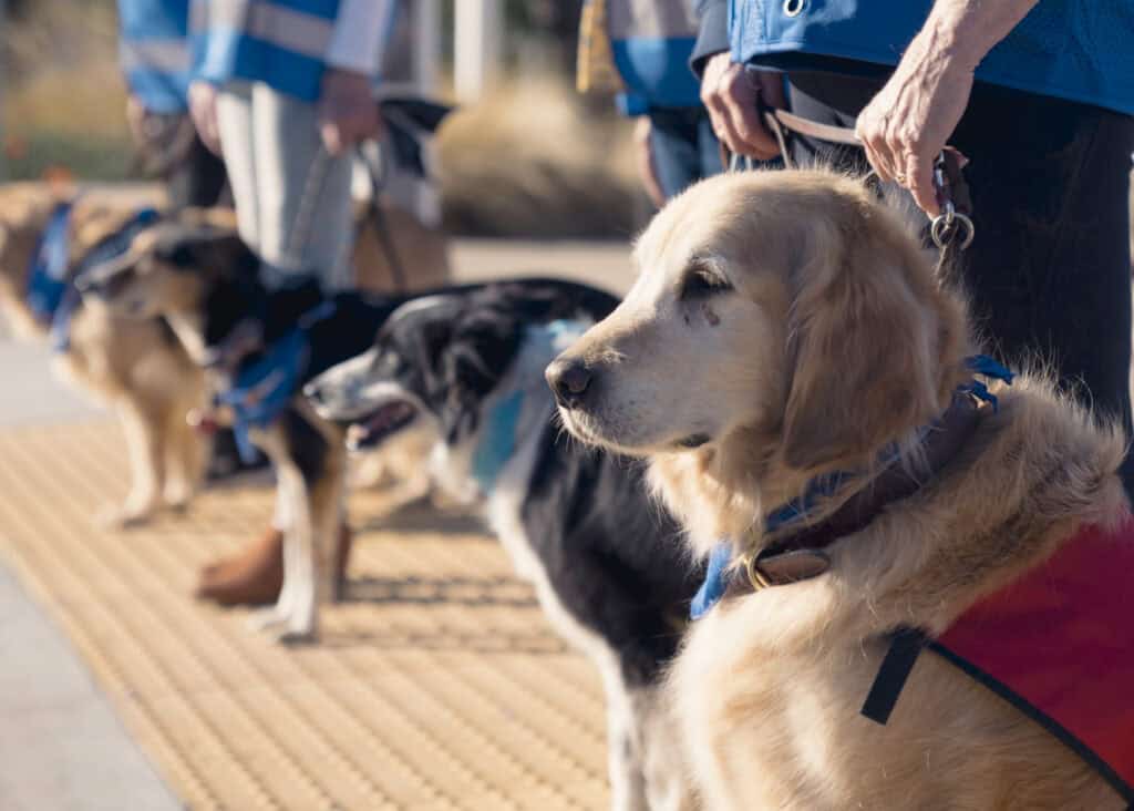 Therapy dogs with their handlers at San Luis Obispo County Airport (SBP)