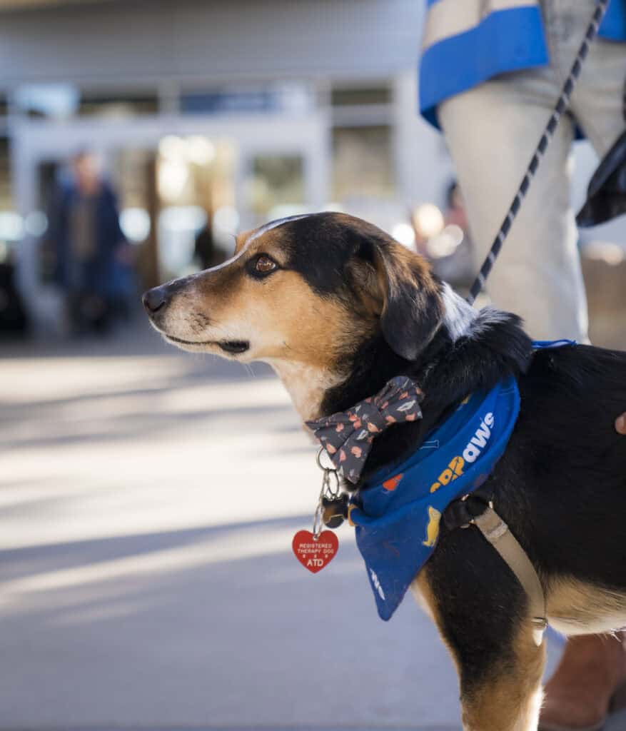 SBPaws therapy dog