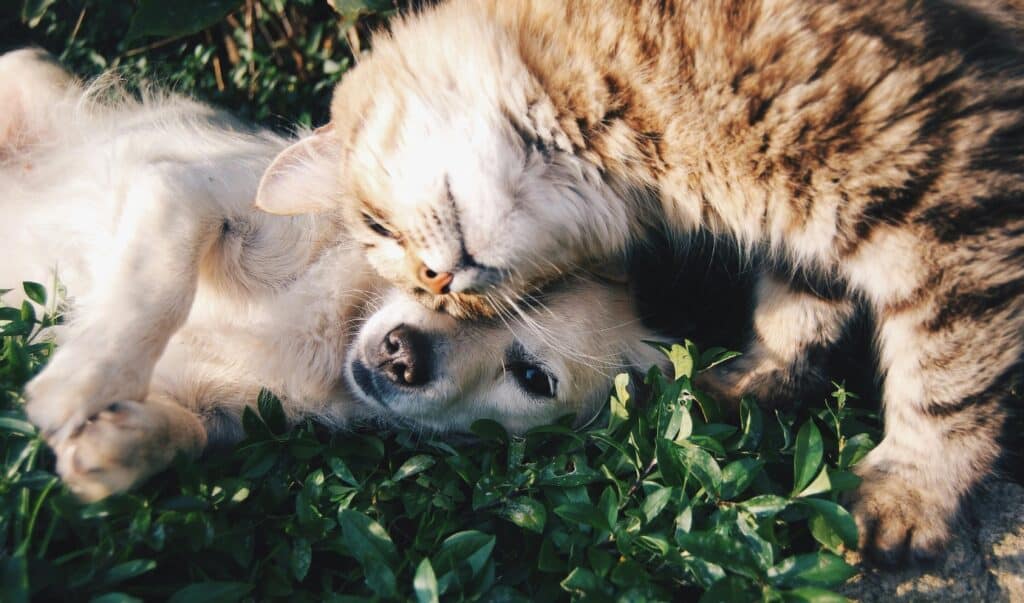 pexels-photo-46024-46024 A heartwarming moment of a cat cuddling a dog on green grass outdoors.