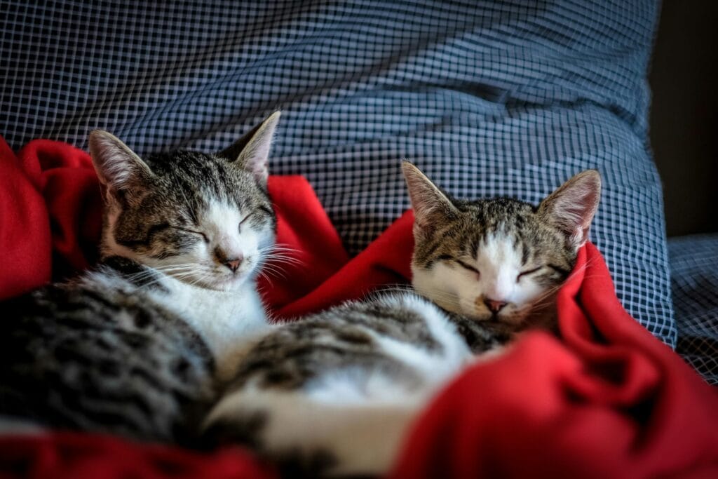 pexels-photo-96428-96428 Two adorable cats peacefully sleeping on a soft red blanket indoors.