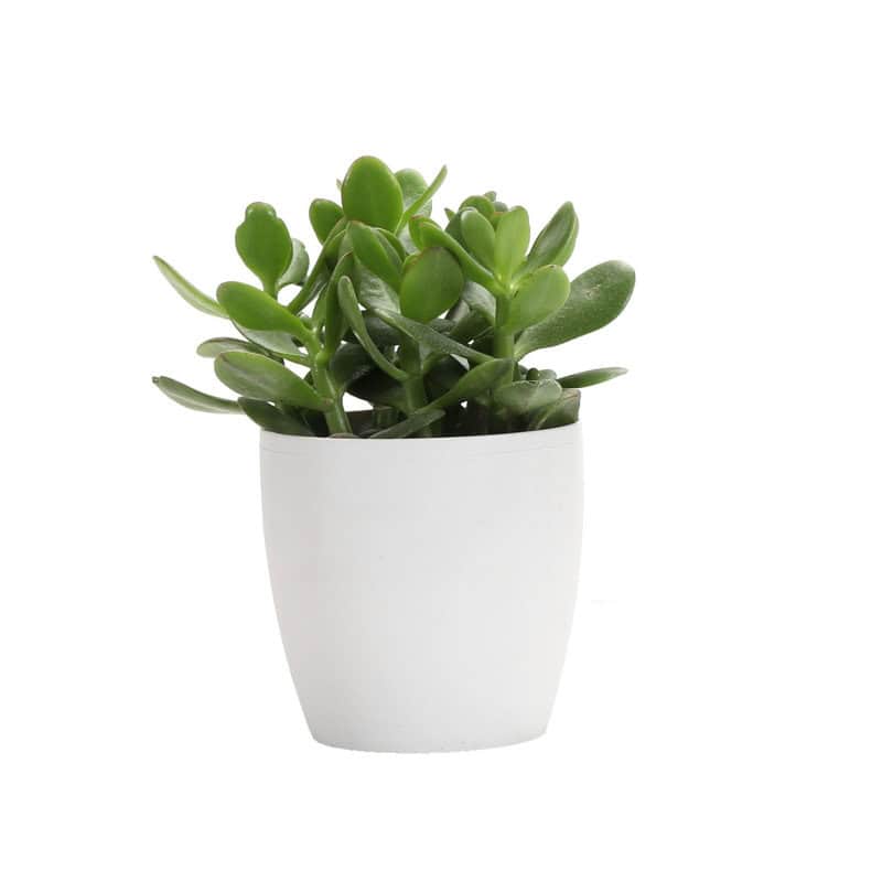 Live jade plant in ceramic pot nightstand intentional living