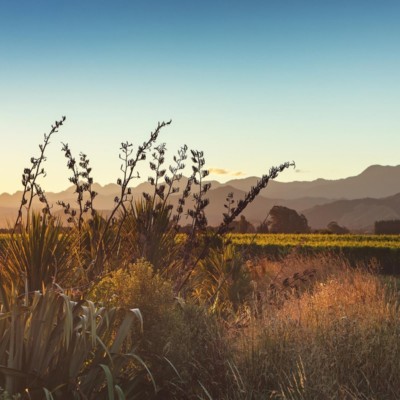 Flowering flax heads and bushes in foreground with grapes and Richmond Ranges in background late afternoon