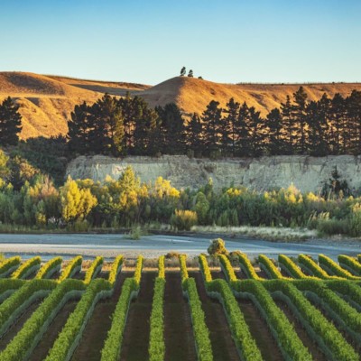Rows of grapes and vines running to rivers edge, with river side cliffs visible on other side of river