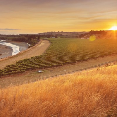 Riverside vineyard with sun setting in background, dry grass in foreground