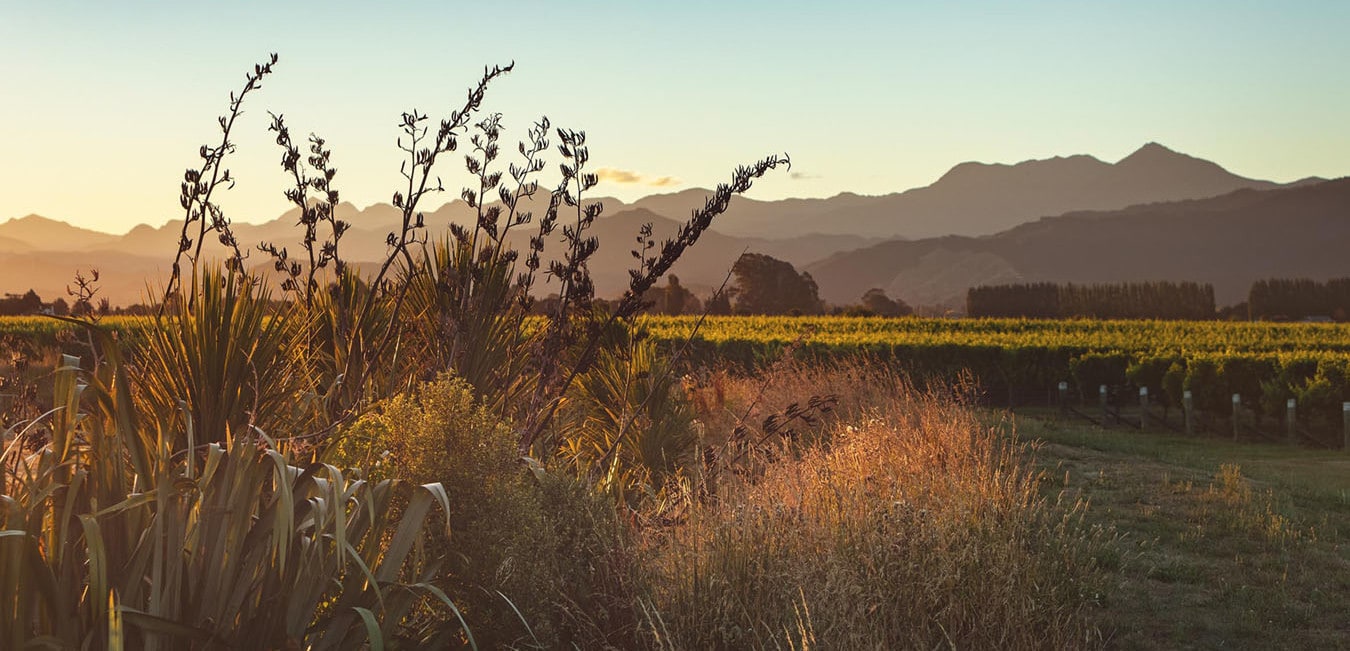 Odwyes Vineyard