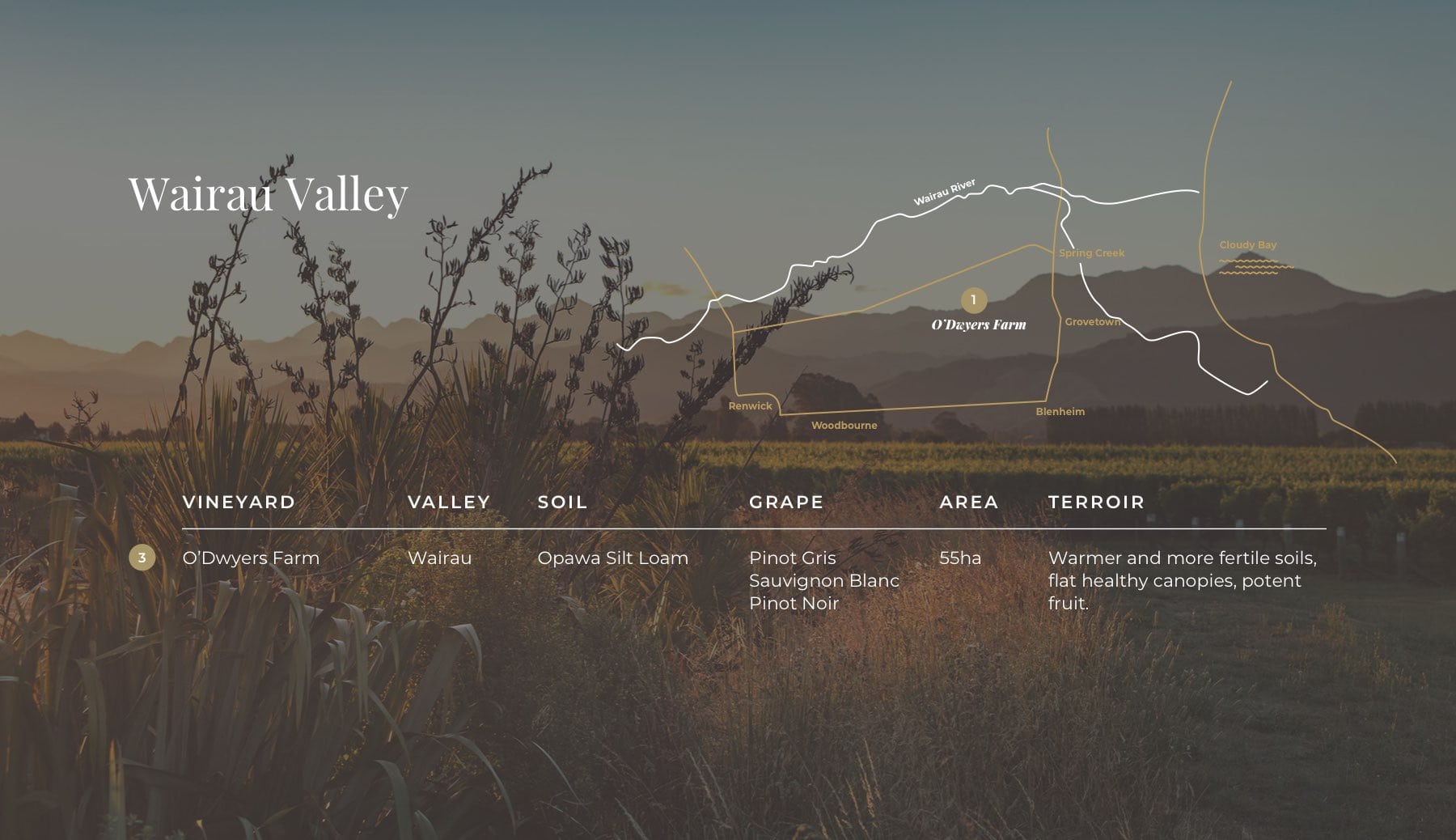 Vineyard view of Starborough Wines' O'Dwyer’s Farm in Wairau Valley, featuring picturesque grapevines, fertile soils, and the surrounding landscape of Marlborough's renowned wine region.