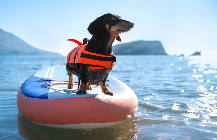 11 Best Life Jackets for Paddle Boarding (SUP) in 2025 18 Small dog wearing a life jacket stood on a SUP