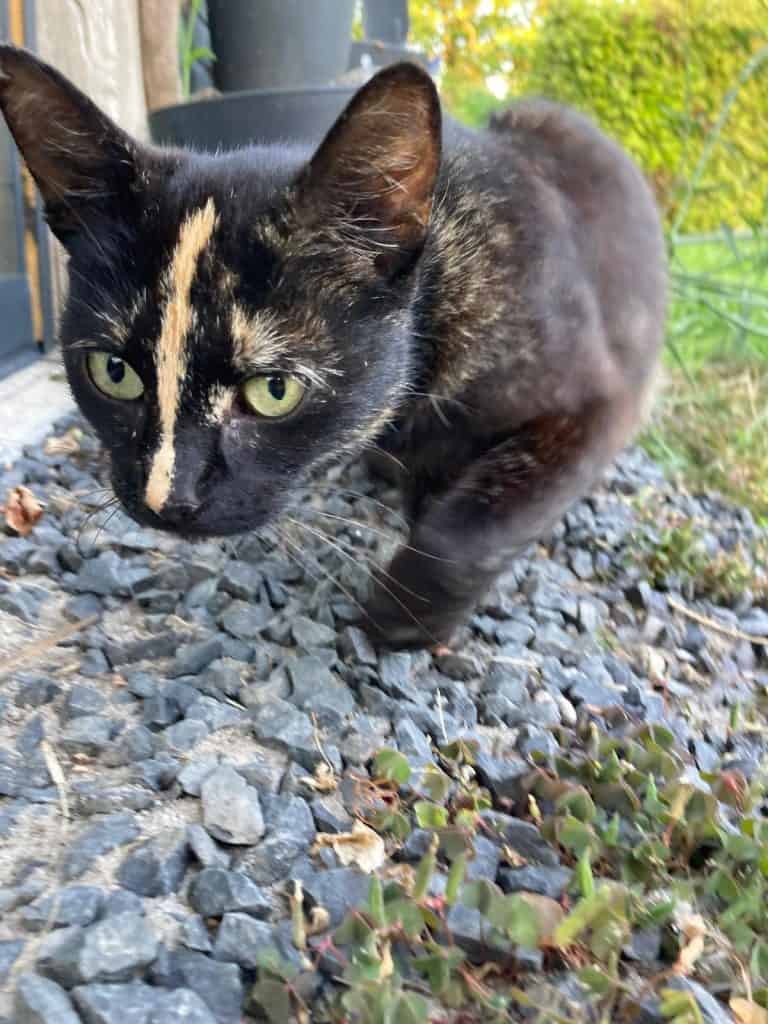 Glimlachende tortie kat met groene ogen in tuin met grind en planten, perfect voor kat en huisdieren content.