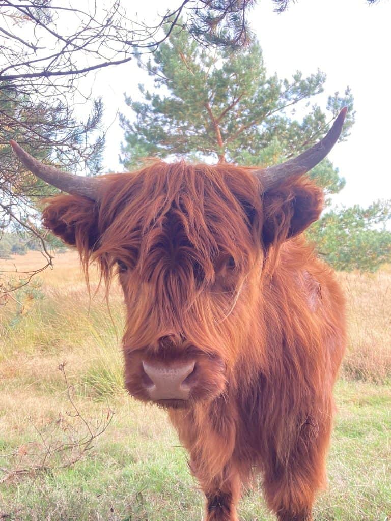Roodbruine Highland koe met lange vacht in natuurlijke omgeving, bos en gras, landelijke sfeer, rustieke uitstraling.