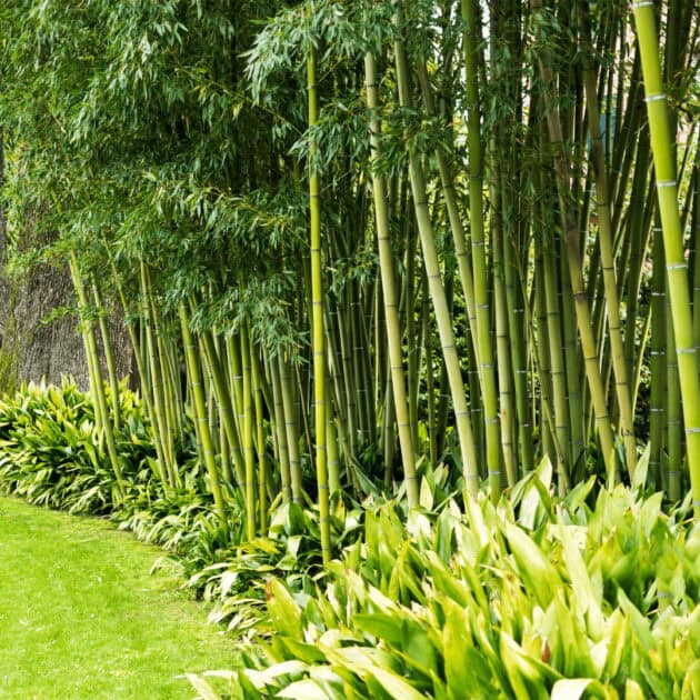 bamboo trees that are an easy bamboo fence