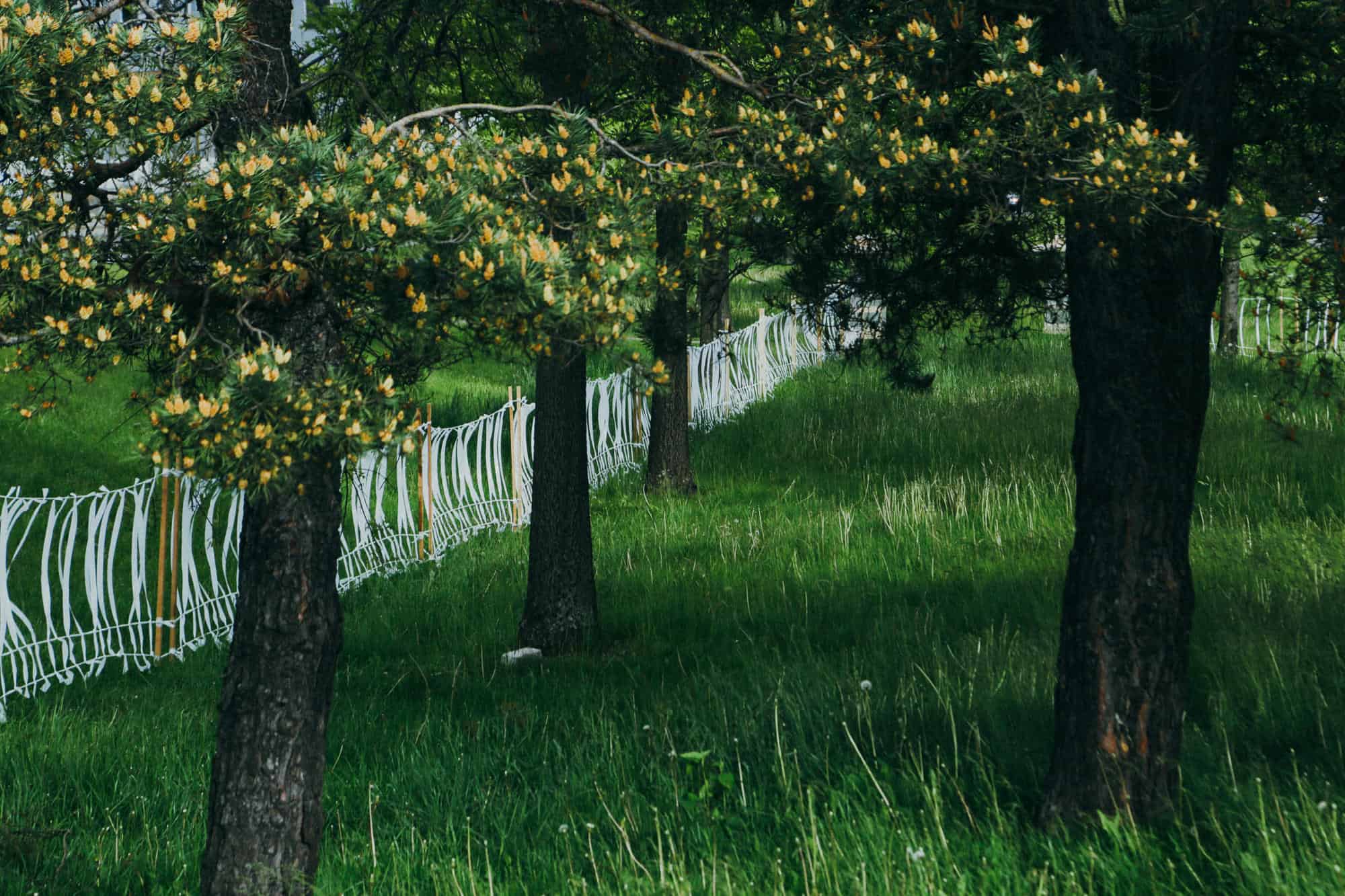 Beautiful garden scene with flowering trees and lush green grass.